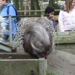 Die Stachelschweine durften wir mit Möhren füttern. (vergrößerte Bildansicht wird geöffnet)
