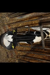 Ein Kalb trinkt Milch aus einem Eimer