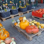 vergrößerte Bildansicht wird geöffnet
