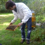 Wir konnten uns die Honigbienen aus der Nähe anschauen. (vergrößerte Bildansicht wird geöffnet)