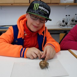 Stylianos lässt eine Schnecke über ein Messer kriechen. (vergrößerte Bildansicht wird geöffnet)