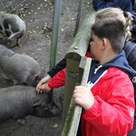 Wir trauen uns die Schweine zu streicheln. (vergrößerte Bildansicht wird geöffnet)